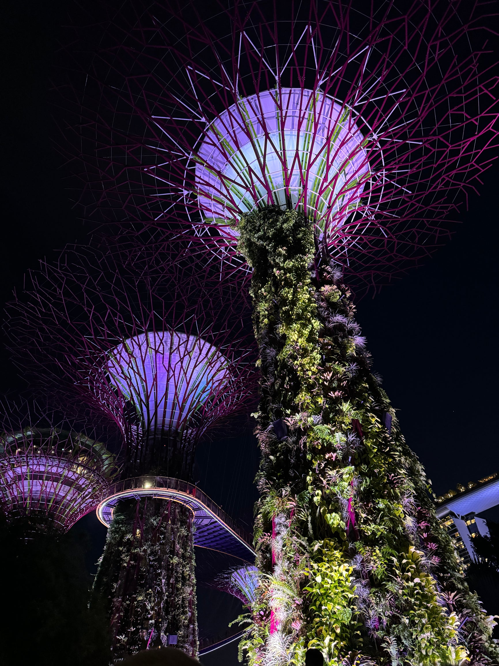 A photo of the Supertrees at night.