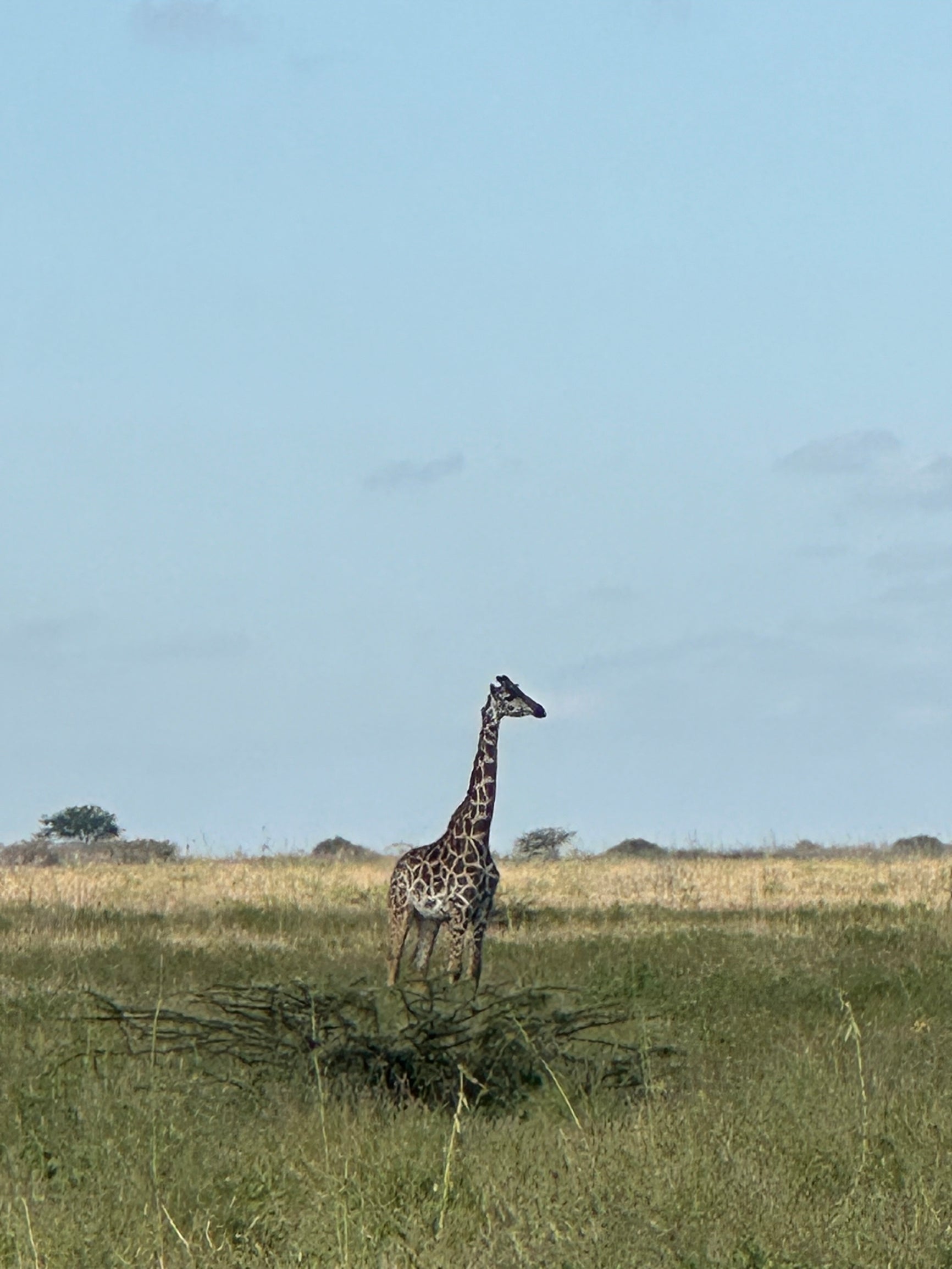 A giraffe walking through tall grass