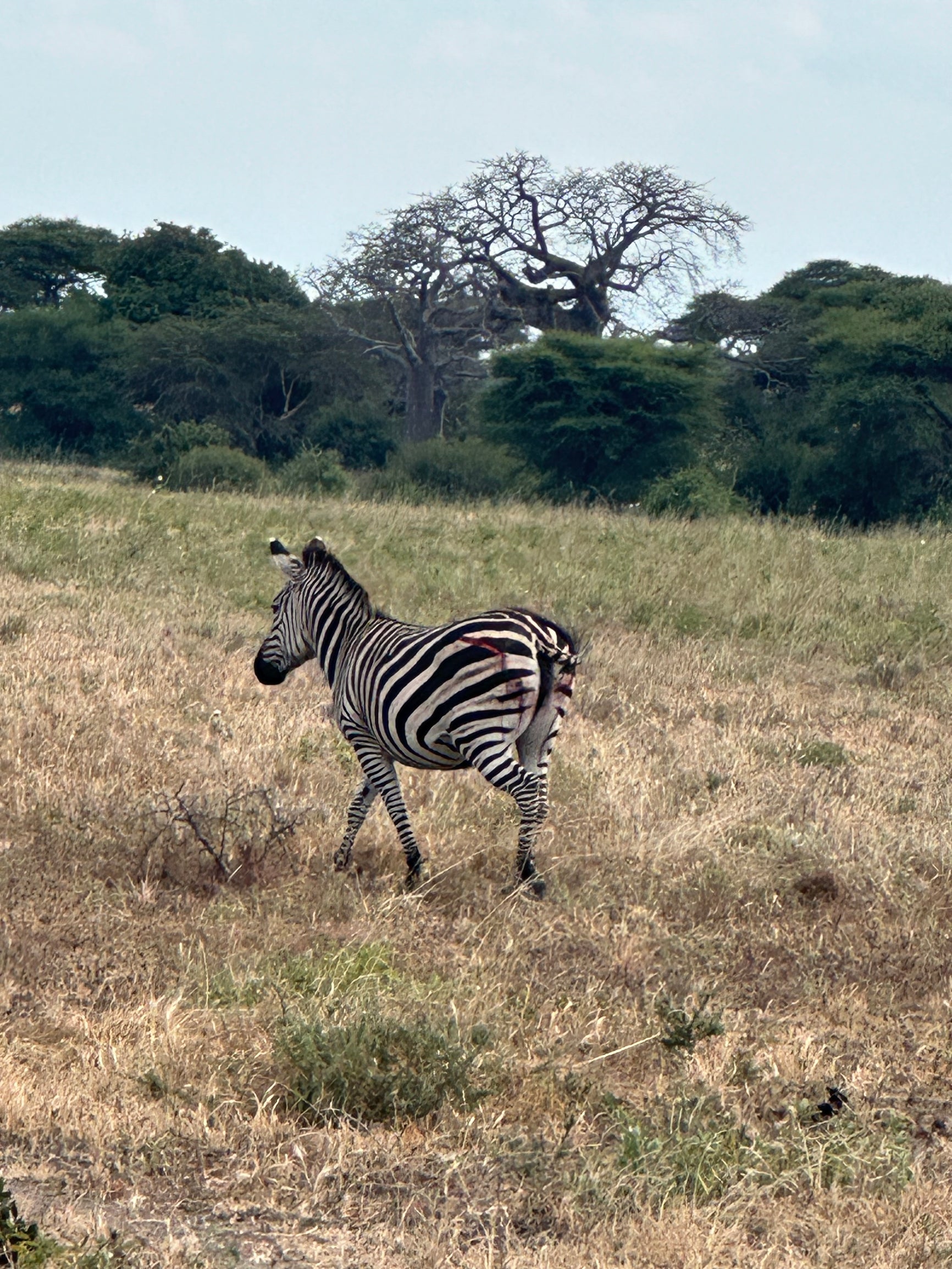 A zebra with a wound on its leg walking through short grass