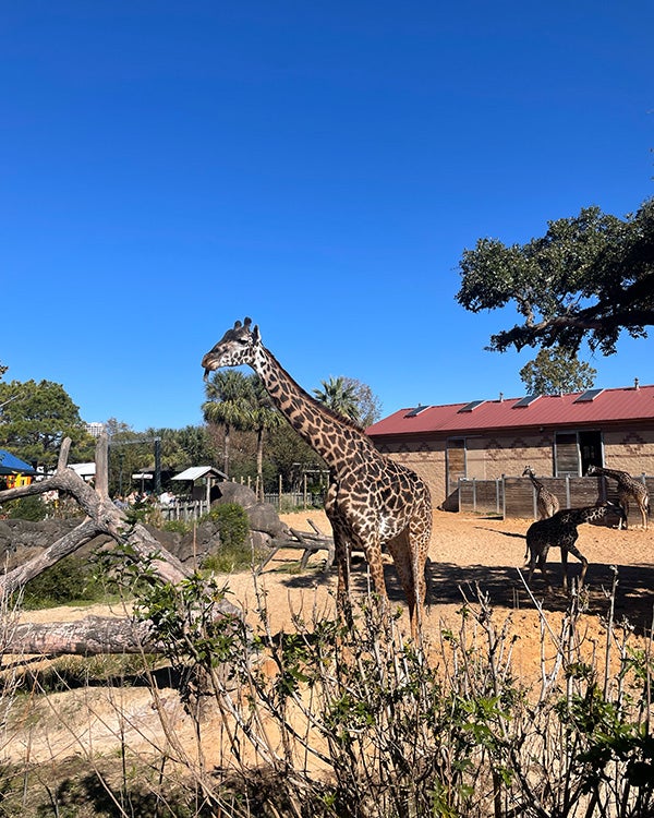 A giraffe in front of a bright blue sky