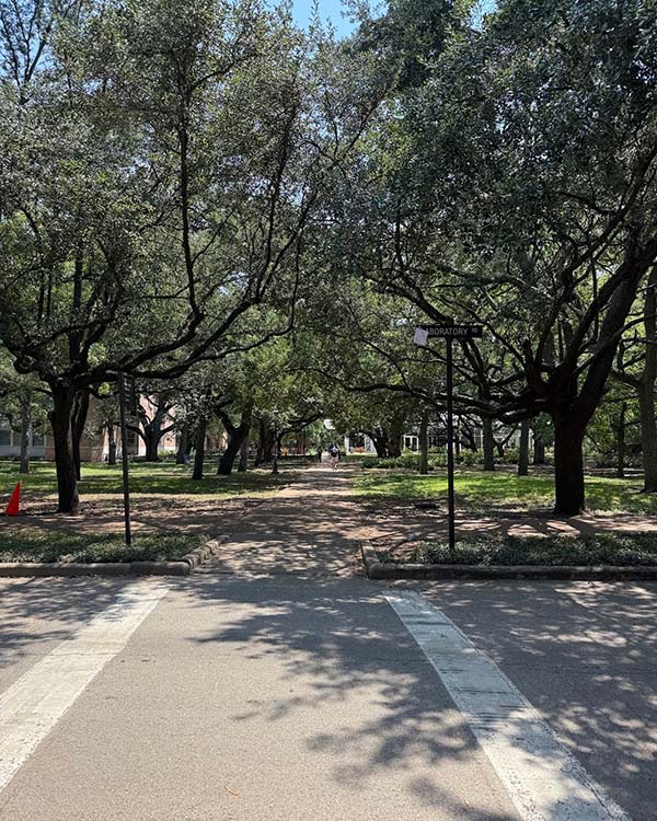 A road leading through trees