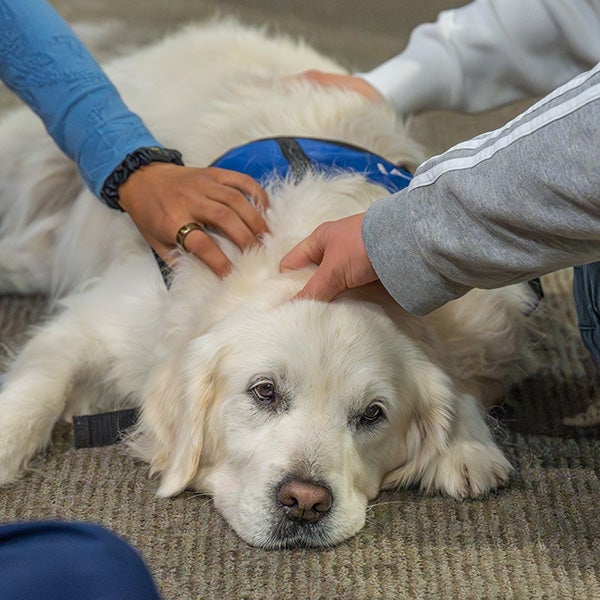 Close up of hands petting a white dog 