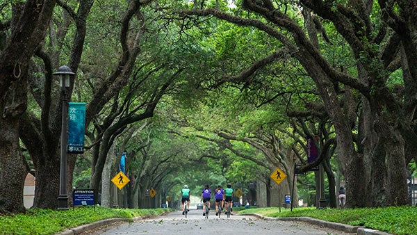 Large trees arched over a road with a few bicyclists