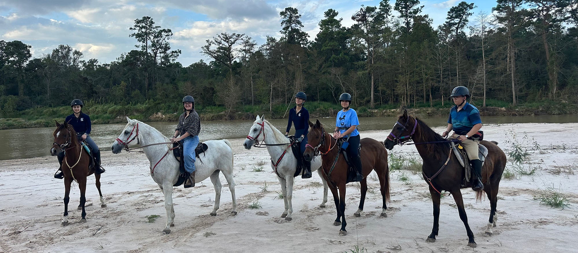 Horses lined up in snowy, foresty environment 