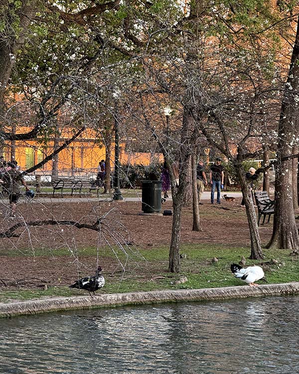 Ducks, trees, a body of water