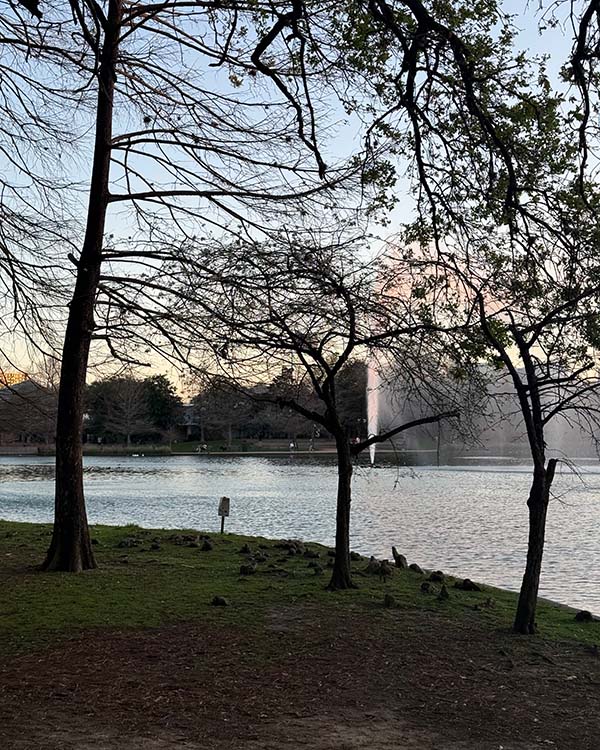 Trees in front of a large late around sunset