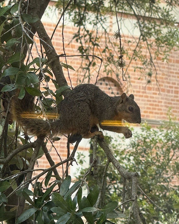 Squirrel seen from a window