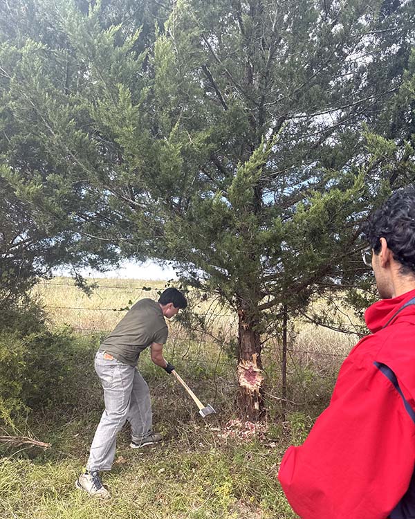 Person chopping at base of tree with axe