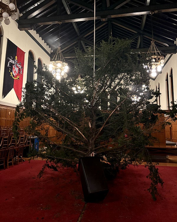 Huge tree in a hall