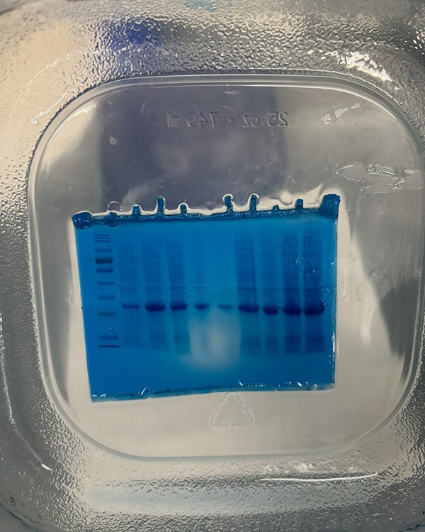 An SDS page