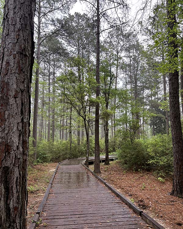 rained out pathway leading into a woodsy area with tall trees