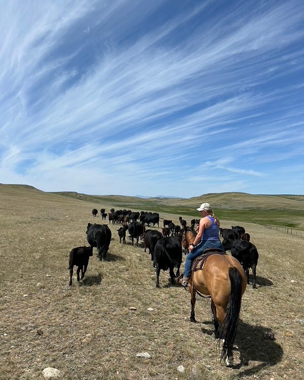 Horses being herded in a plain dirt terrain