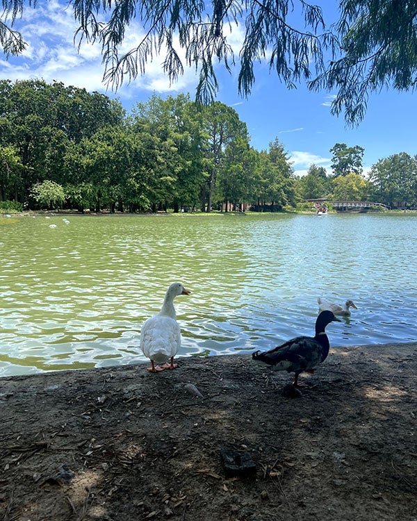 Two ducks under the shade of a tree next to a running body of water