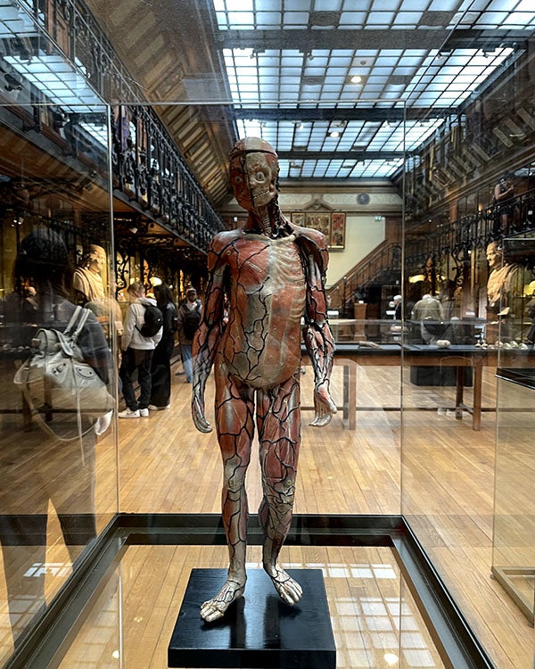 A model of a human body with the circulatory and muscular systems painted on
