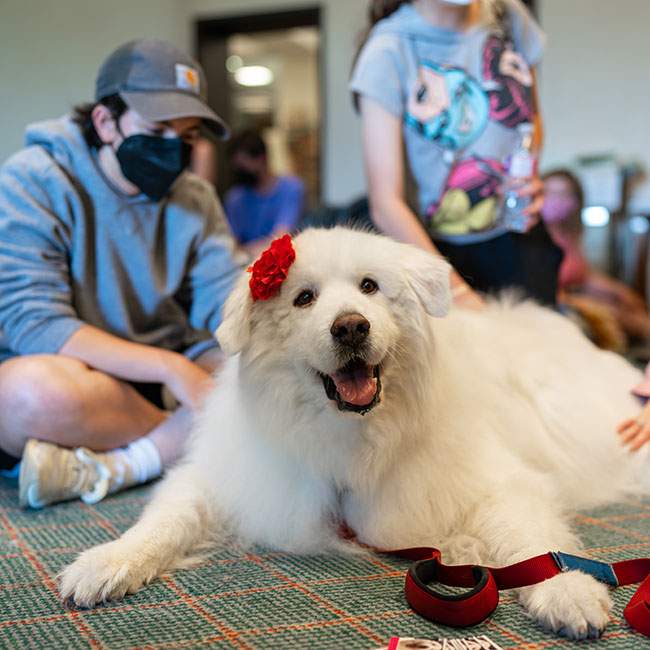 A picture of a large, white fluffy dog laying on the ground in Rice's library as a student who sits cross-legged behind the dog pets her.