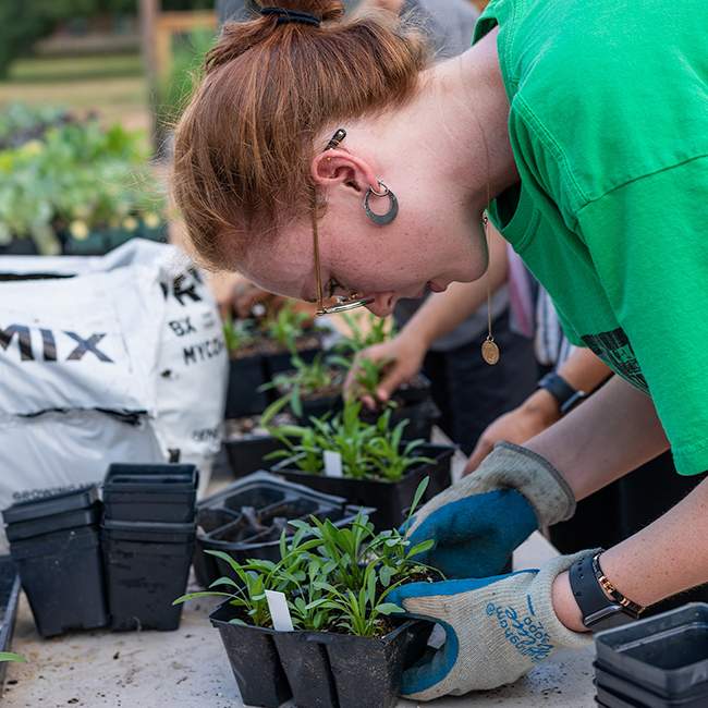 A student takes a break from class and volunteers to pot a few plants at Rice's Holistic Garden