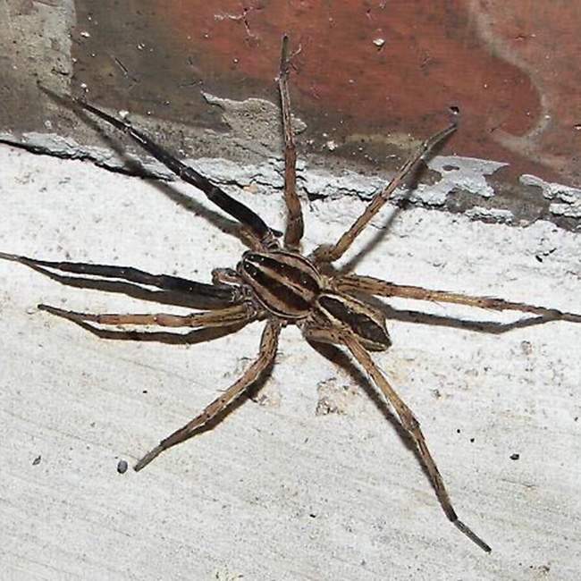 A wolfe spider on brick