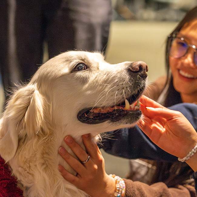 A close up shot of a golden retriever being pet 