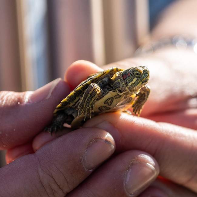 A turtle held in someone's hands, close up